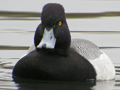 Lesser Scaup